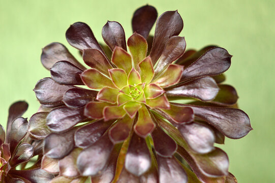 aeonium arboreum succulent plant in the pot