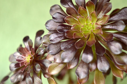 aeonium arboreum succulent plant in the pot