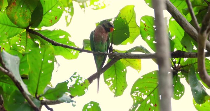 Red-breasted parakeet Psittacula alexandri sitting on horizontal branch surrounded by green leaves, tropical bird watching in natural habitat.
