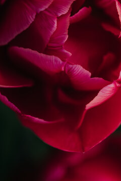 Close up of detailed pink tulip opening up on spring morning