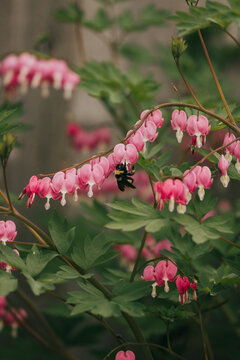 Bumble bee pollinates flowering bleeding heart bush in early spring