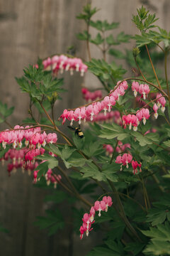Bumble bee pollinates flowering bleeding heart bush in early spring