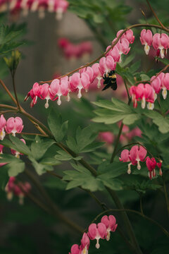Bumble bee pollinates flowering bleeding heart bush in early spring