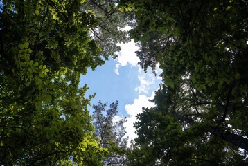 Obraz premium A view looking up through a forest canopy at a bright sky.