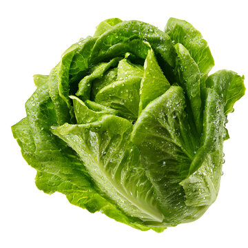 Fresh green romaine lettuce head with water droplets, organic crunchy cos lettuce for healthy salad recipes, vibrant raw vegetable leaves for culinary cooking and grocery marketing isolated PNG