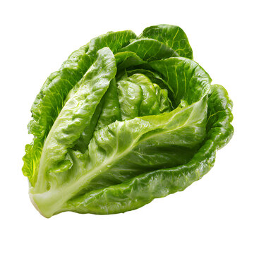 Fresh green romaine lettuce head with crisp textured leaves, organic raw baby cos lettuce for healthy salad recipes, vibrant crunchy vegetable ingredient for culinary and grocery marketing
