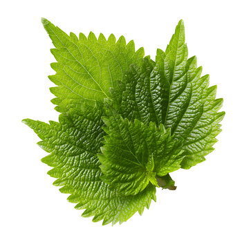 Fresh green shiso leaves with vibrant texture and serrated edges. Organic perilla frutescens herb bunch for culinary use. Japanese beefsteak plant foliage for healthy food photography. isolated