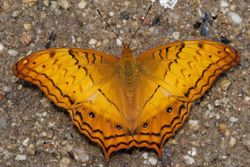 Golden butterfly The Cruiser with open wings resting on ground in thailand © Stéphane Bidouze