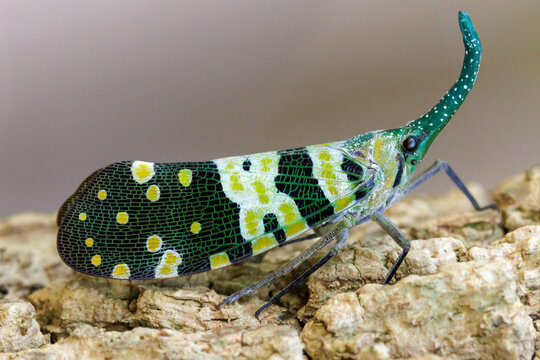 Lanternfly peanut bug pyrops candelaria resting on bark