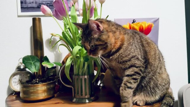 Funny tabby cat playing with a bouquet of purple tulips on a wooden table. Curious pet tries to bite and sniff spring flowers in a glass vase at home. Cozy domestic scene with a feline.