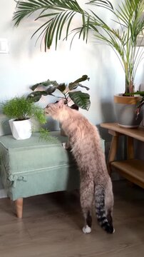 Curious Ojos Azules cat biting and chewing green houseplant. Rare breed kitten playing among Sansevieria and palm trees in a cozy indoor garden. Concept of pet safety and urban jungle home