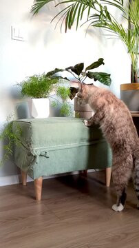 Curious Ojos Azules cat biting and chewing green houseplant. Rare breed kitten playing among Sansevieria and palm trees in a cozy indoor garden. Concept of pet safety and urban jungle home