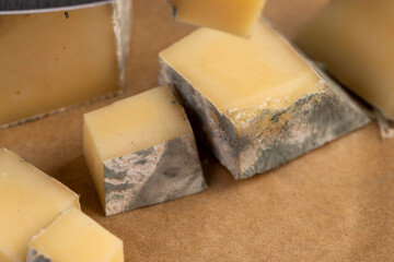 an old spoiled orange cheese with a lot of colorful mold, an inedible and dangerous cheese that was...