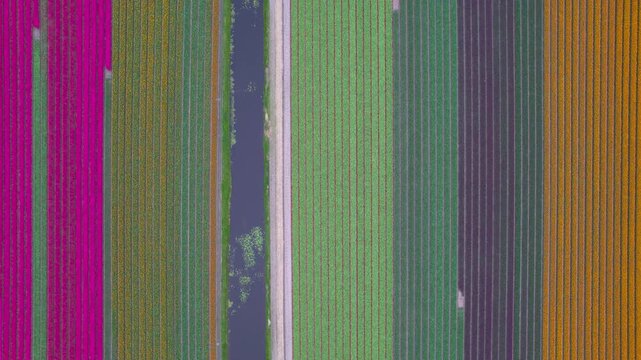 Colorful tulip fields pattern aerial top down view in the Netherlands
