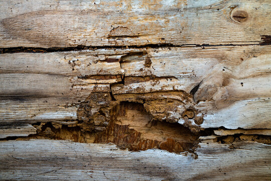 Termite damage weakens wooden structures. A termite colony hides in the wood. Closeup of a termite eating timber. Termites destruction spreads through the house.