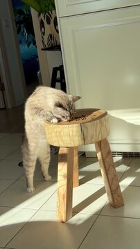 Rare Ojos Azules cat eating from a rustic tree slice stool in a sunlit kitchen. Bright sunlight and shadows in a modern interior. Curious ginger tabby pet and handmade wooden furniture, cozy home.