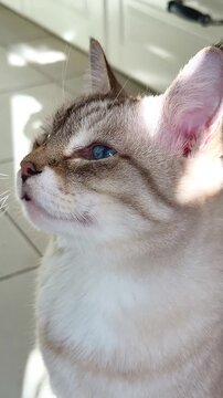 Close-up of a very rare Ojos Azules cat with striking blue eyes. Unique purebred feline with seal lynx point coat in bright sunlight. A rare breed portrait, beautiful and exclusive pet video