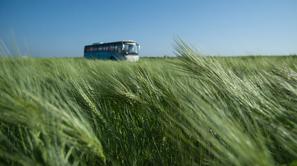 Fototapeta premium A long-distance coach bus travels across a vast green field of wheat or barley swaying in the wind under a clear blue sky on a summer day