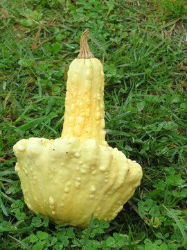 courge