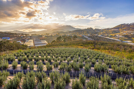 Lavender field, Lac Duong, Lam Dong, Vietnam