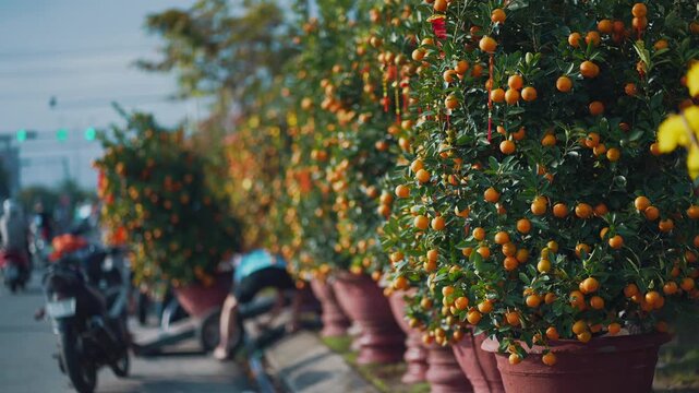 Vietnamese people choosing kumquat trees for Tet lunar new year holiday at market, Asian or Chinese buyers selecting festive orange decorations on street 4k
