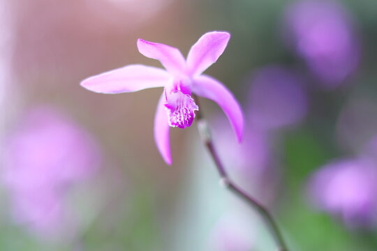 可憐で美しいシランの花