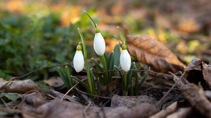Elegant white snowdrops emerging from dry leaves against a warm