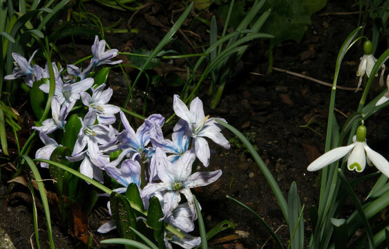 Mischtschenko-Blaustern   auch Kaukasischer Blaustern genannt eine leicht giftige sch&ouml;n bl&uuml;hende Blume