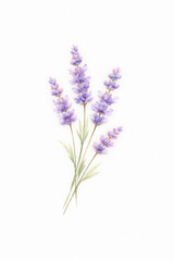 Obraz premium Lavender flower purple watercolor blossom botanical illustration nature plant herb create peaceful calm serene feeling for garden project decoration element