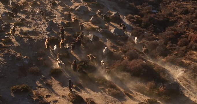 Top-down drone shot of herd of yaks as livestock in the Himalayas, returning toward shelters during golden hour in Nepal&rsquo;s Everest region.