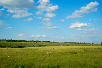 Fototapeta premium Grassland under blue sky with clouds in summer afternoon light