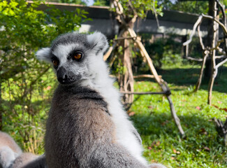 Ring-tailed lemur sitting outdoors in natural habitat with green foliage background. Close-up portrait of exotic primate with expressive eyes in tropical environment © Daria