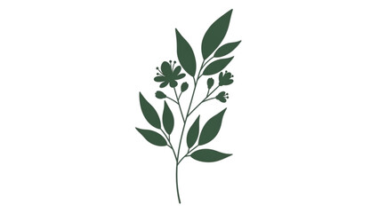 Fototapeta premium A delicate green plant with leaves and small flowers grows naturally outdoors