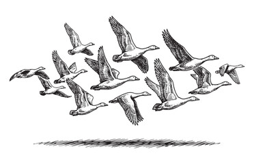 Flock of Wild Geese Flying in Formation Botanical Style Sketch © trianatio