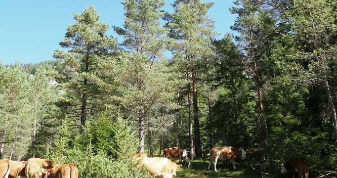 Troupeau de vaches Fleckvieh &agrave; t&ecirc;tes blanches broutant la pelouse &agrave; l'ombre d'une for&ecirc;t du Tyrol Autrichien
