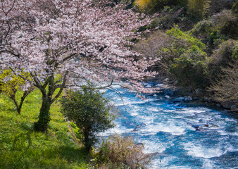 Beautiful spring scenery of Sakura(cherry blossoms) in full bloom and river in Japan -Izu, Shizuoka prefecture, Japan