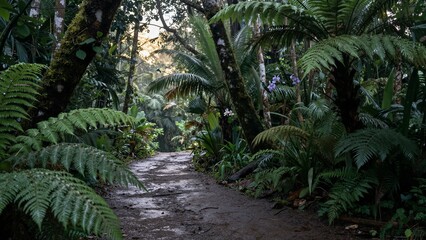 Obraz premium A winding dirt path cuts through a lush tropical rainforest, with sun rays piercing the morning mist. Dense green ferns and palm trees line the trail under soft focus.