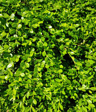Close up of buxus microphylla.