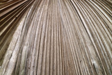 Obraz premium Close-up overhead view of dry palm leaves' intricate texture and veined pattern, showcasing natural organic beauty and a neutral color palette for backgrounds and design