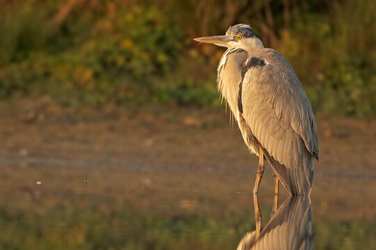 Grey heron standing in calm water at surmise with soft golden light and misty atmosphere. Elegant wild bird in its natural wetland habitat during early morning. Paceful wildlife scene captured.