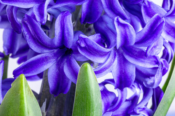 Close-up on the flowers of a purple lilac