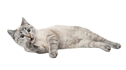 cute siamese cat lying down looking playful, with white background, studio shot, high resolution photograph, detailed fur, captivating blue eyes. © Christina
