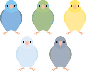 Fototapeta premium マメルリハインコ セット