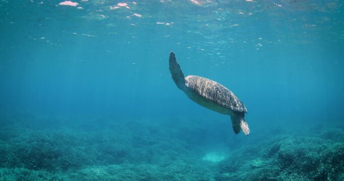 A large green sea turtle swimming in crystal clear turquoise blue ocean waters of a tropical coral reef lagoon on the Great Barrier Reef, QLD Australia. Captured in slow motion on a bright sunny day.