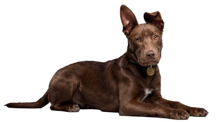 Adorable chocolate brown puppy with large ears, one perked and one folded, lying down and looking at the camera, isolated on a transparent background. © Emma