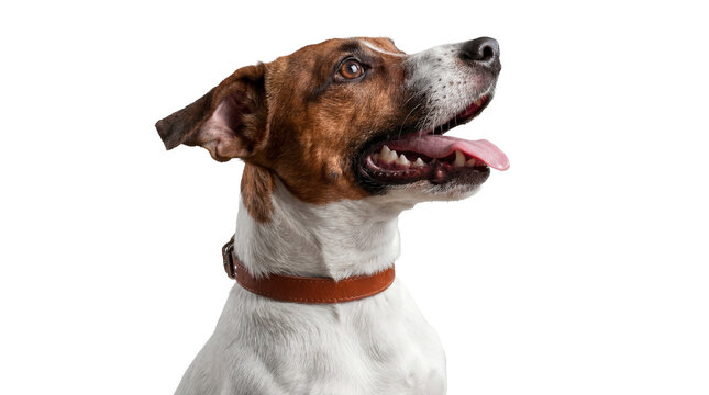 close-up portrait of a happy jack russell terrier dog with mouth open and tongue out, looking to the side with bright eyes, isolated on white background