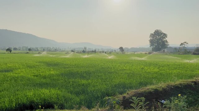 Wide view of a lush green agricultural field with multiple sprinklers spraying water in rhythmic arcs while distant hills, trees and farmland appear under soft daylight.