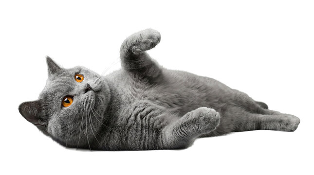a playful grey british shorthair cat with vibrant orange eyes is captured rolling on its back, paws extended upwards in a gesture of trust and relaxation against a transparent background.