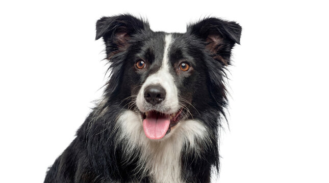 black and white border collie dog portrait, panting with tongue out, looking to the side against a transparent background, ideal for graphic design.