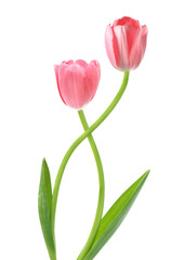 Naklejka premium Beautiful tulips on white background. Spring flowers
